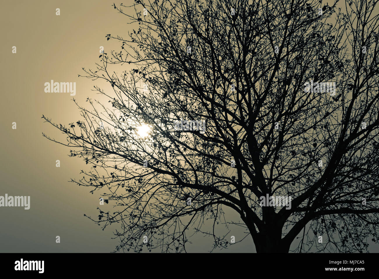 silhouette of tree against rising sun Stock Photo - Alamy