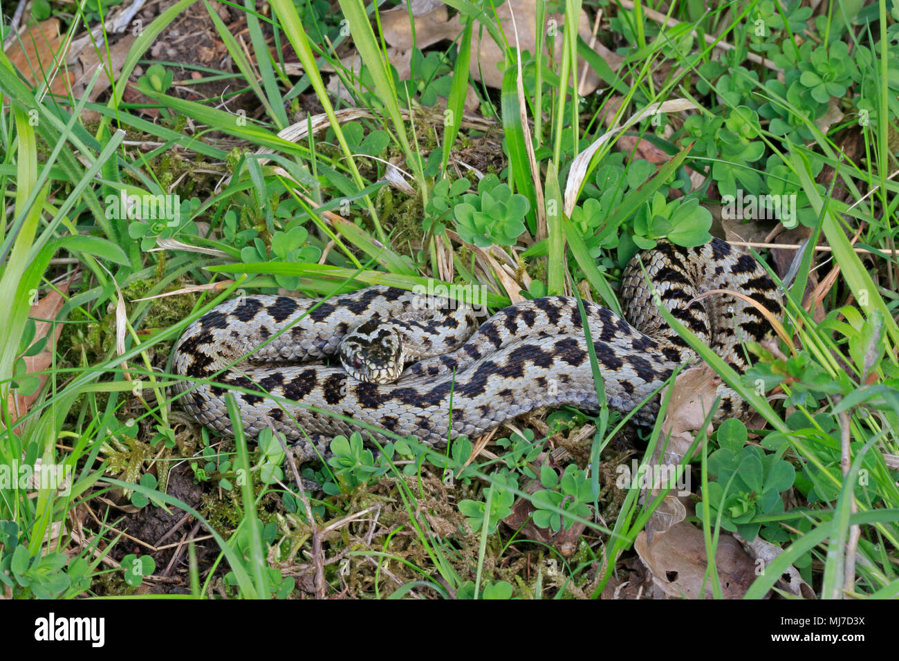 Female Adder basking in the sun in the Forest of Dean Stock Photo