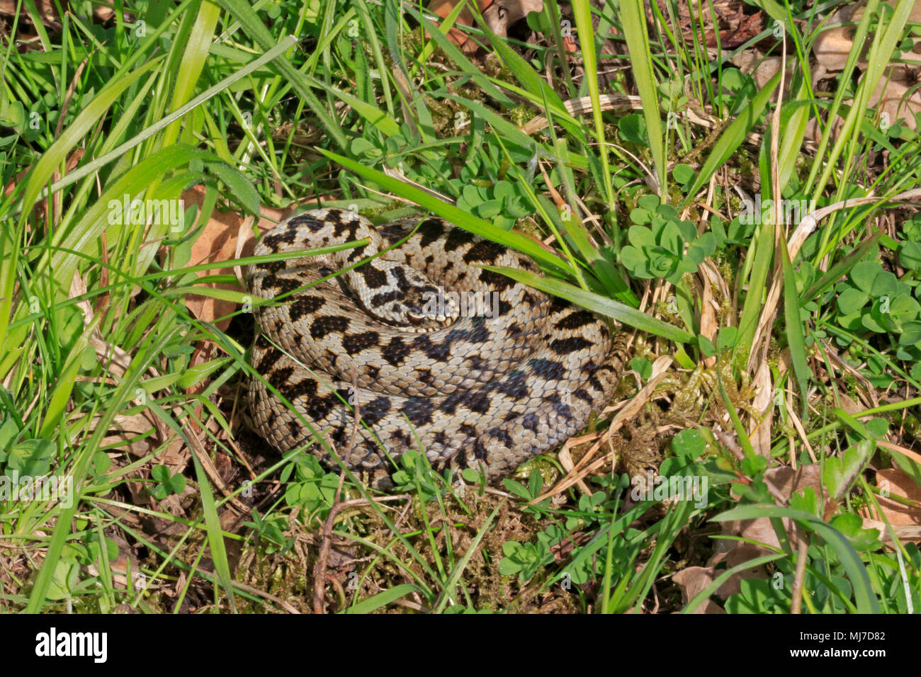 Male Adder basking in the sun in the Forest of Dean Stock Photo