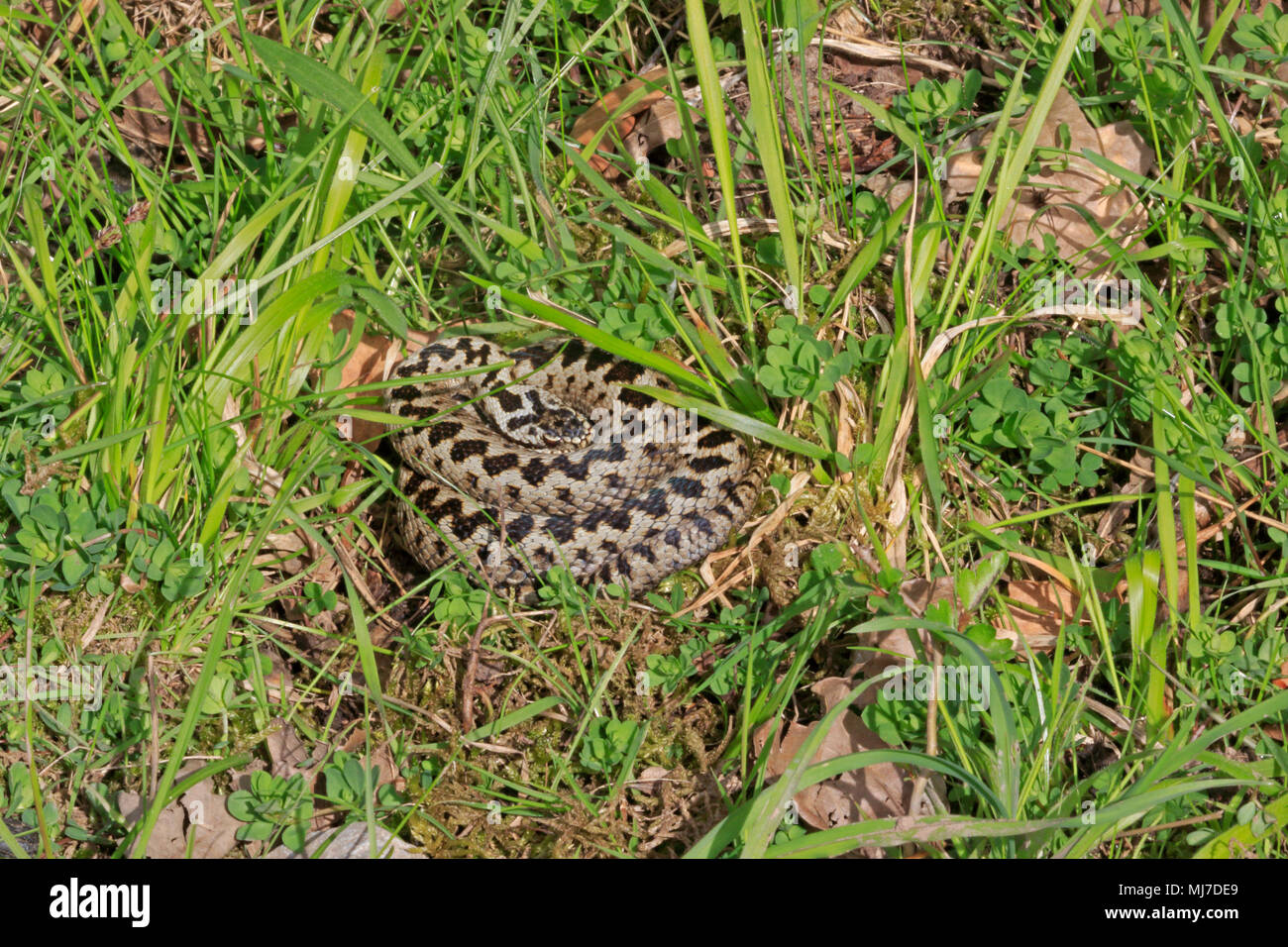 Male Adder basking in the sun in the Forest of Dean Stock Photo