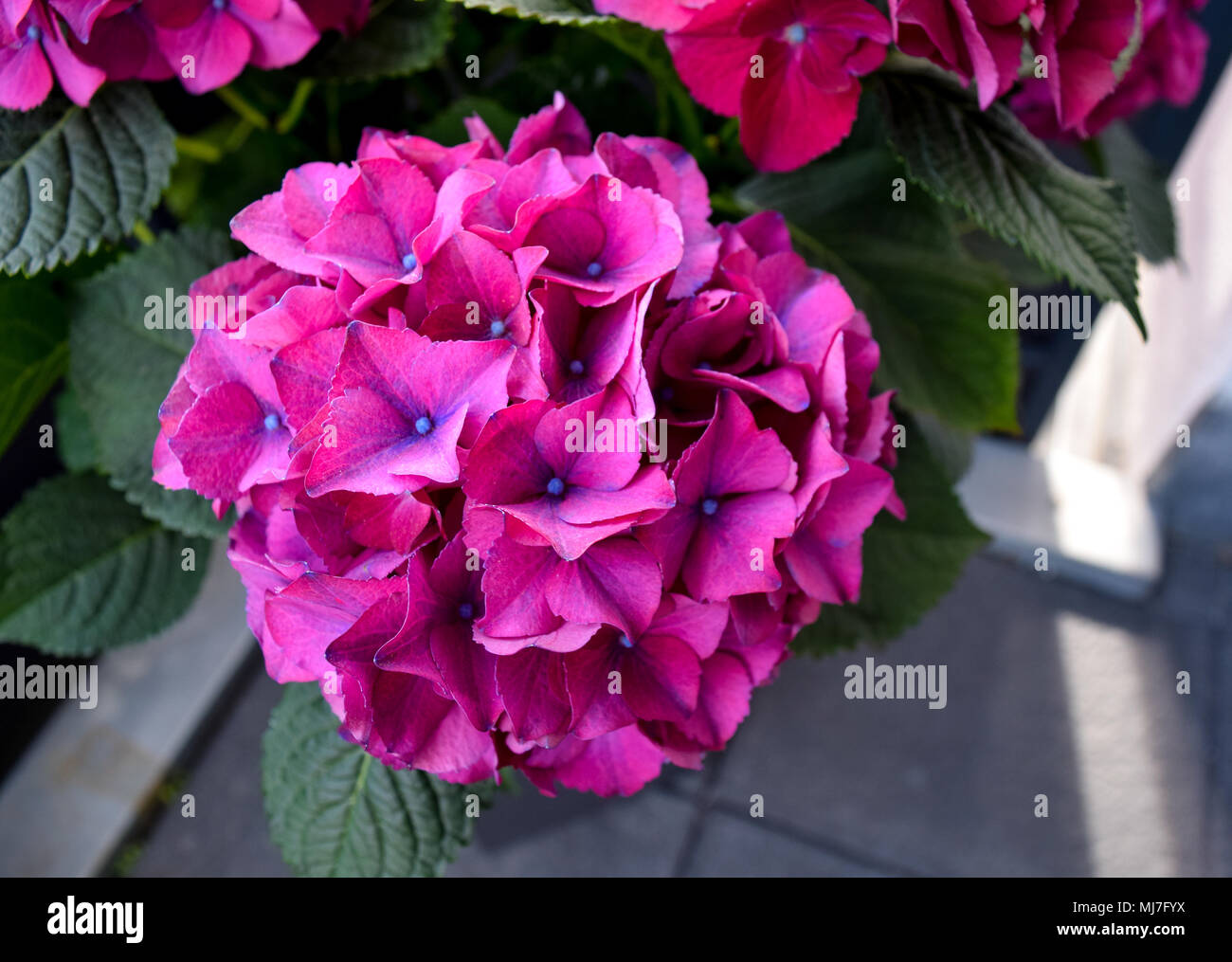 Hortensia, beautiful pink purple hortensia Stock Photo
