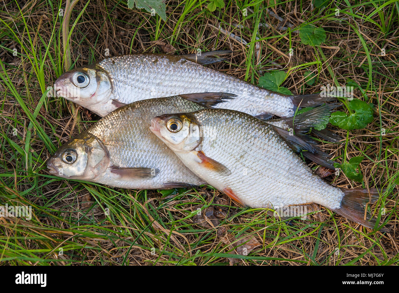 Several just taken from the water freshwater common bream known as bronze bream or carp bream (Abramis brama) and white bream or silver fish known as  Stock Photo