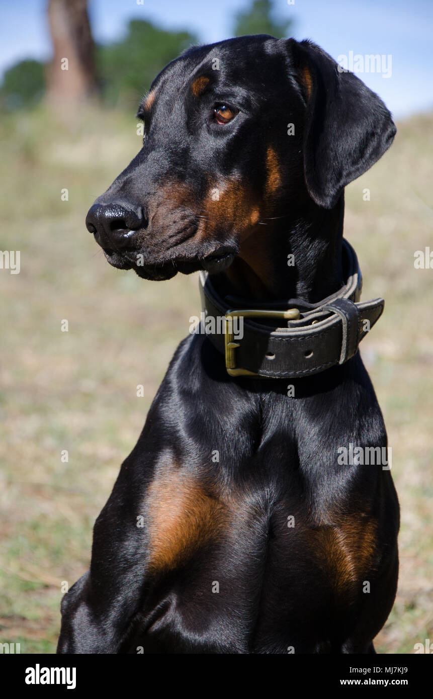Pedigree doberman on sale