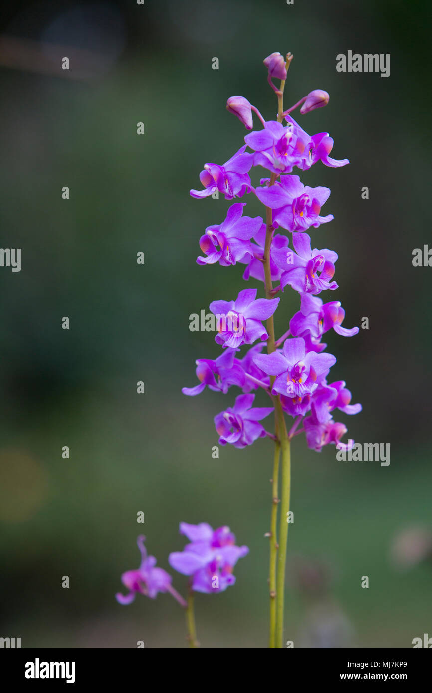 Doritis pulcherrima , orchid garden at winter or spring day for postcard beauty and agriculture idea concept design. Dendrobium orchid. Hybrid orchid. Stock Photo