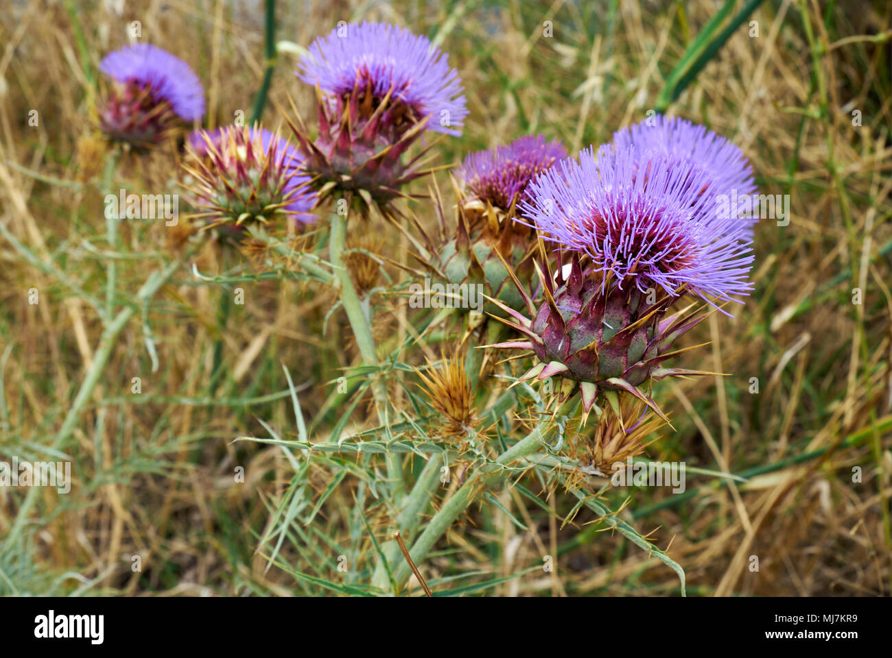 The view of the blossoming thistles (Carduus).  Alentejo. Portugal Stock Photo