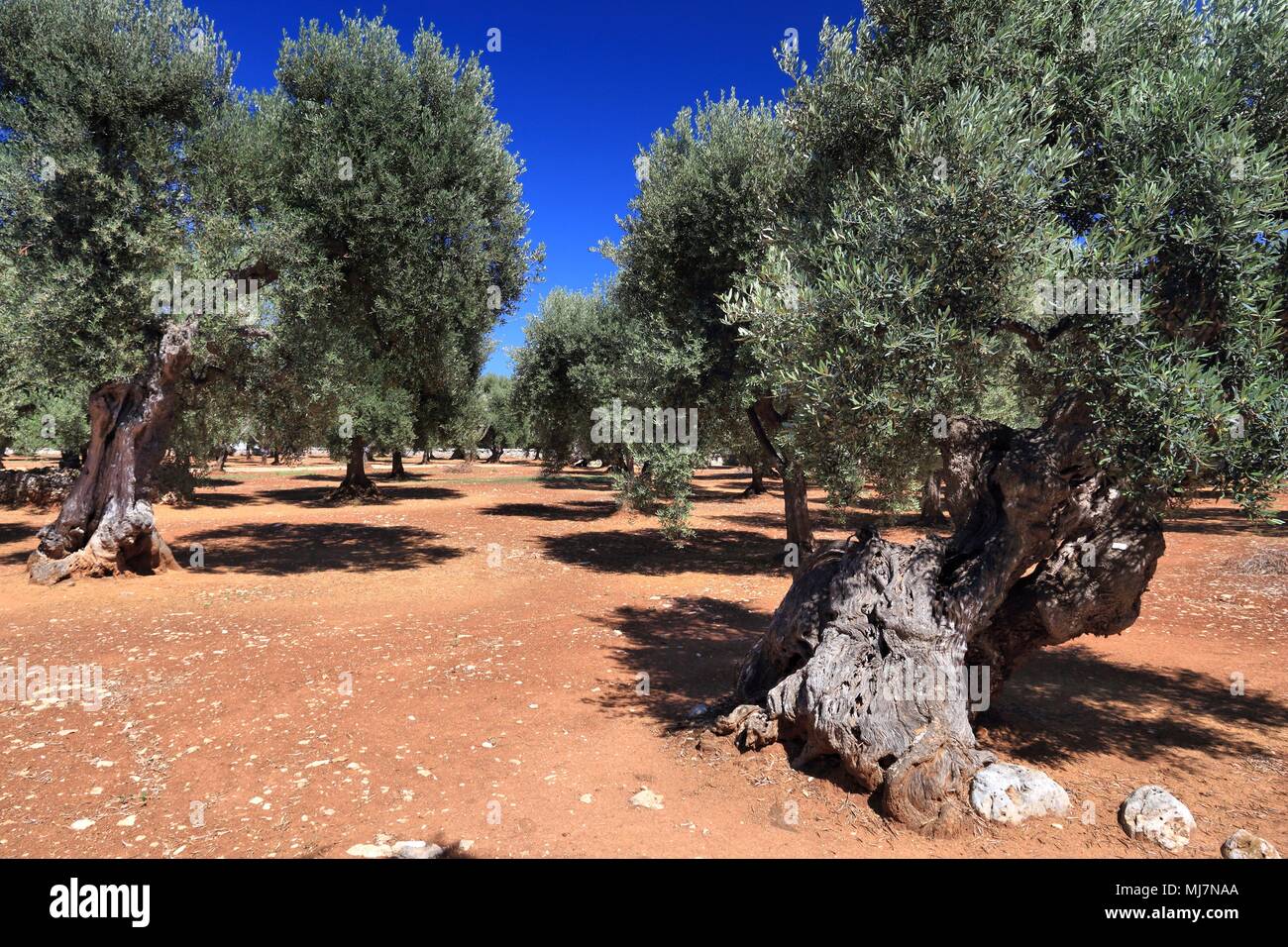 Apulia olive trees olive oil making region in Bari Province, Italy