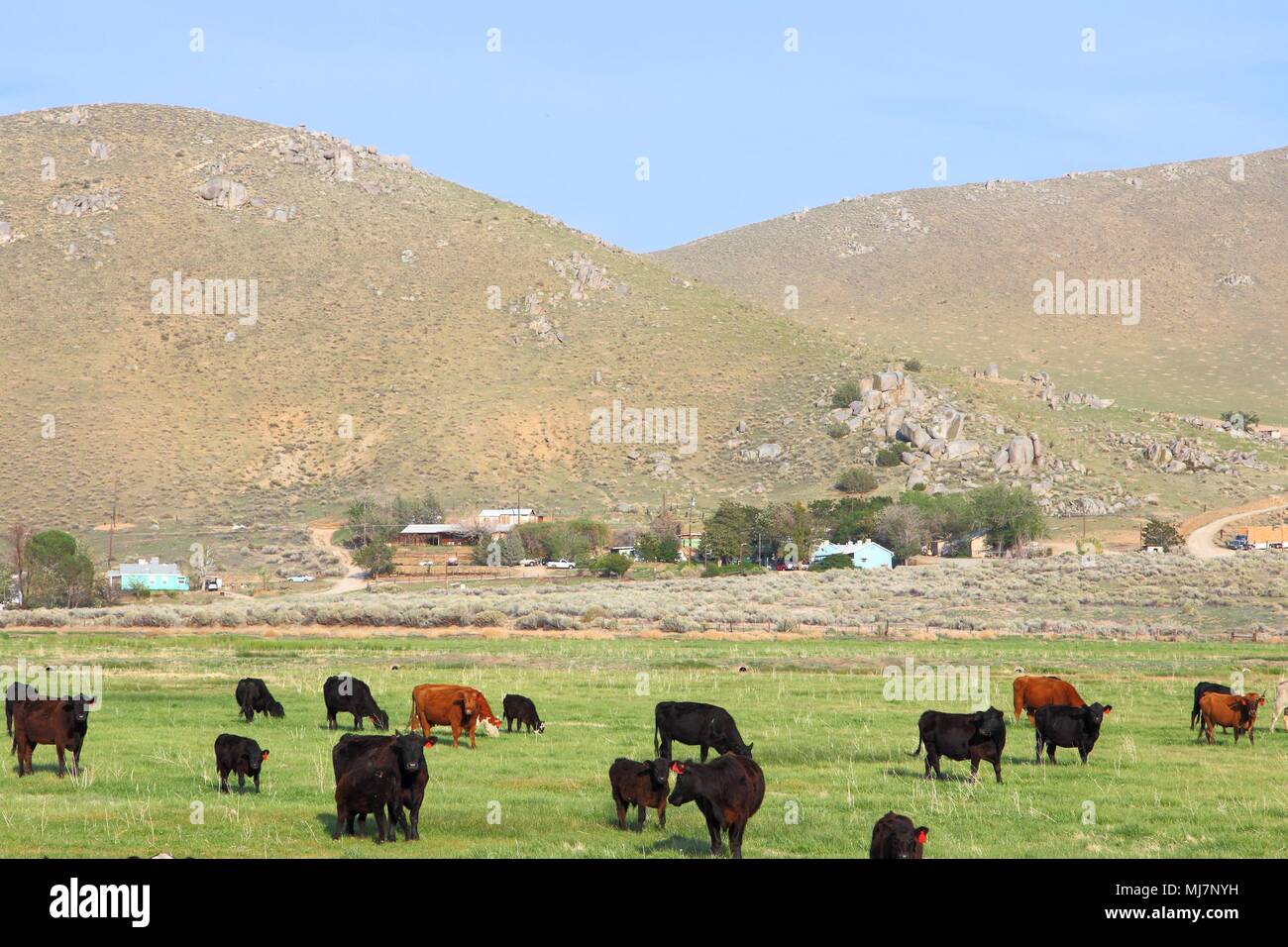 California, United States - cattle ranch with Scodie Mountains in the ...