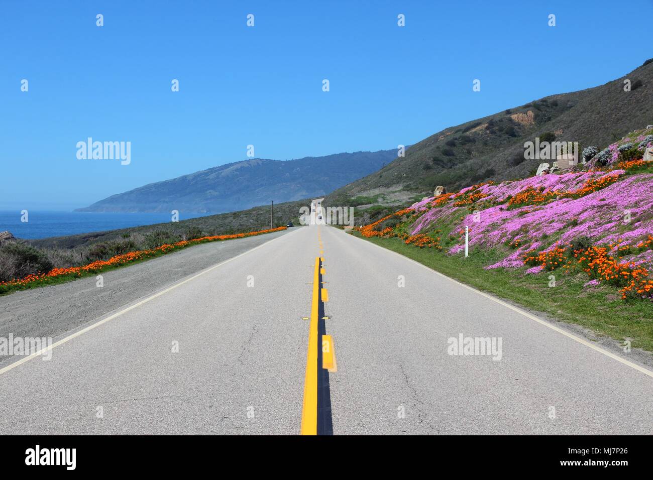 California, United States - Pacific Coast Highway scenic drive. Cabrillo Highway with flowers (orange ones are California poppy). Stock Photo