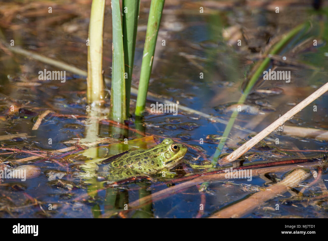 frog in a pond in the Royal botanical garden of Madrid. Spain Stock Photo