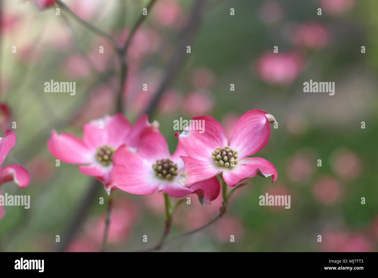 Pink flowers of Cornus florida forma rubra Stock Photo