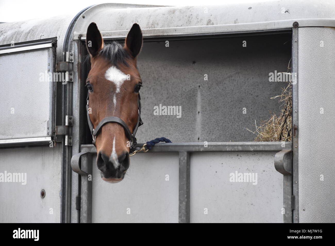 Cheeky horse keeping its eye on everyone from its for Williams trailer, equestrian competition travelling Stock Photo