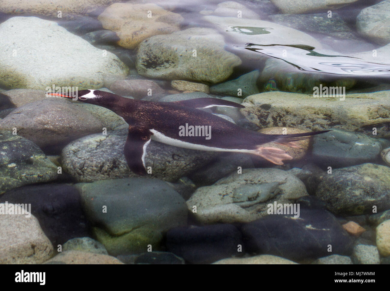 Antarctica sea floor hi-res stock photography and images - Alamy