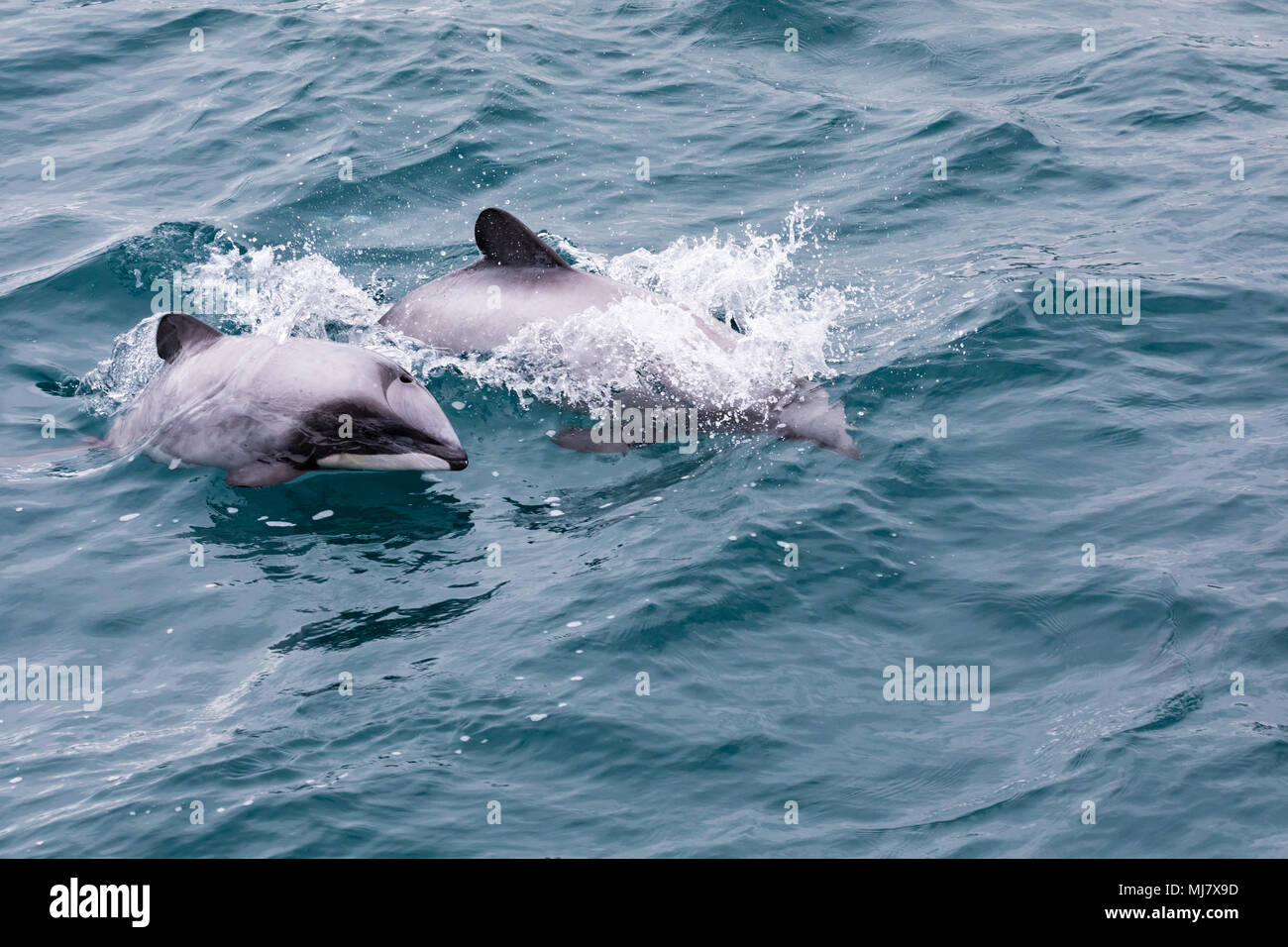 Hector's Dolphin (Cephalorhynchus hectori) mother and calf, the world's smallest and rarest marine dolphin, Akaroa Harbour, New Zealand Stock Photo