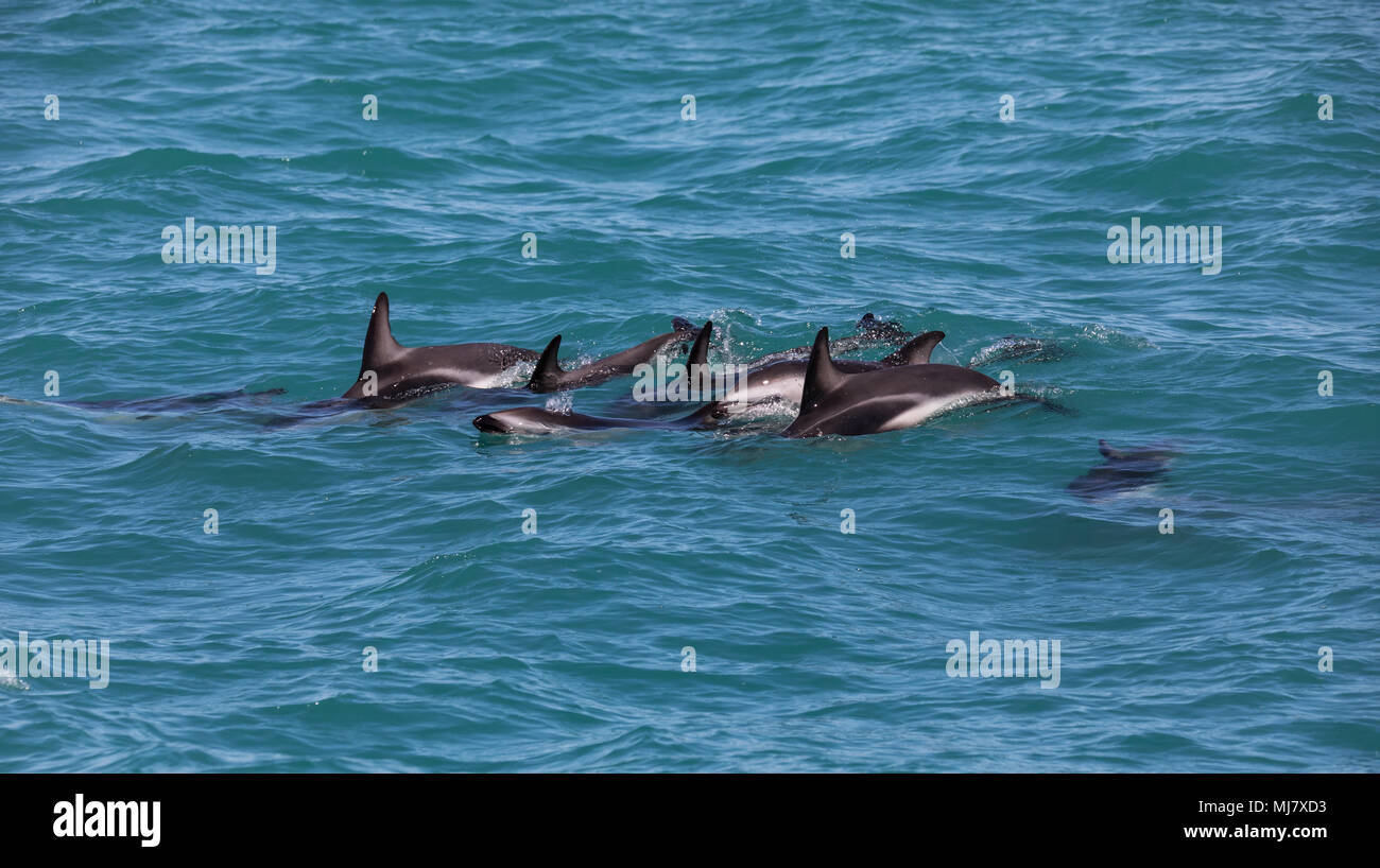 A group of wild dusky dolphins (Lagenorhynchus obscurus) near Kaikoura, New Zealand. These dolphins are found in large groups and are known for their  Stock Photo