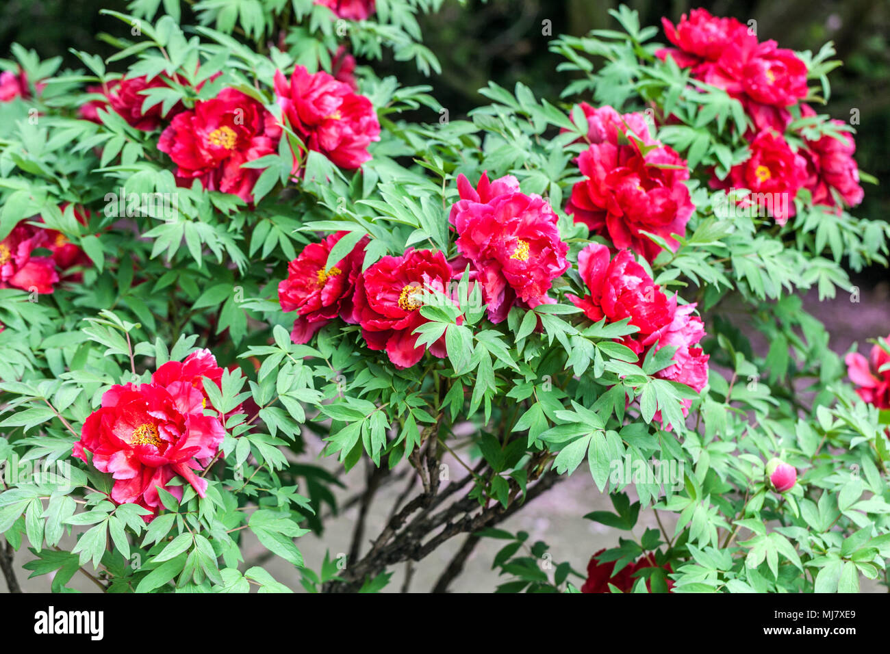 Tree Peony Garden, Red Peonies, Red peony Stock Photo
