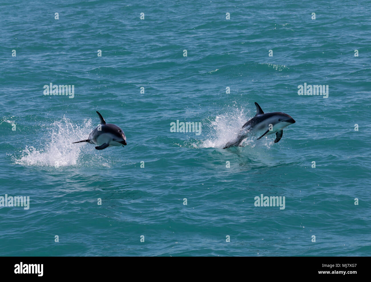 Two dusky dolphins (Lagenorhynchus obscurus) jumping out of the water near Kaikoura, New Zealand. These dolphins are known for their acrobatics. Stock Photo