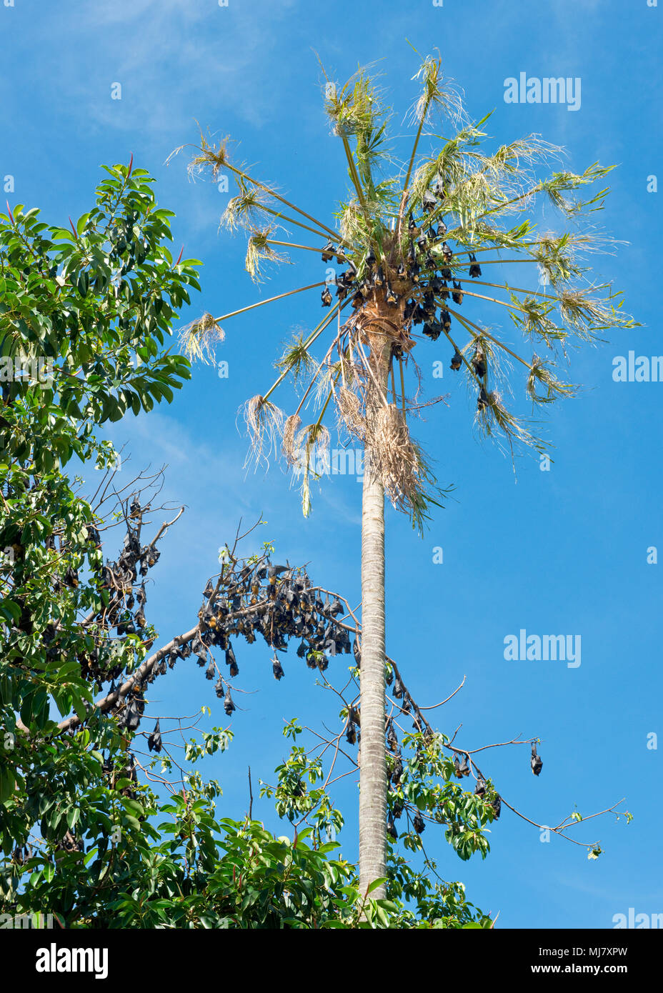 Spectacled fruit bats roosting in trees in central Cairns. North