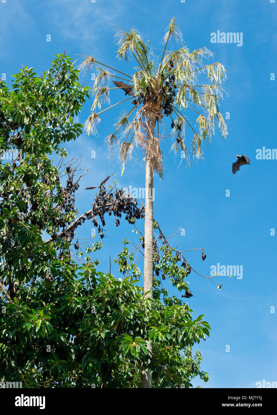 Spectacled fruit bats roosting in trees in central Cairns. North Queensland, Australia Stock