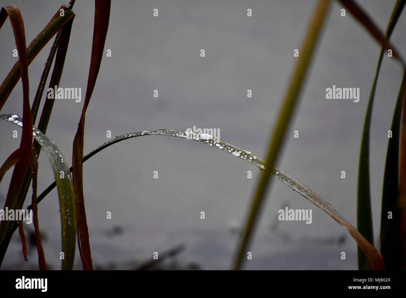Rain chatcher hi-res stock photography and images - Alamy