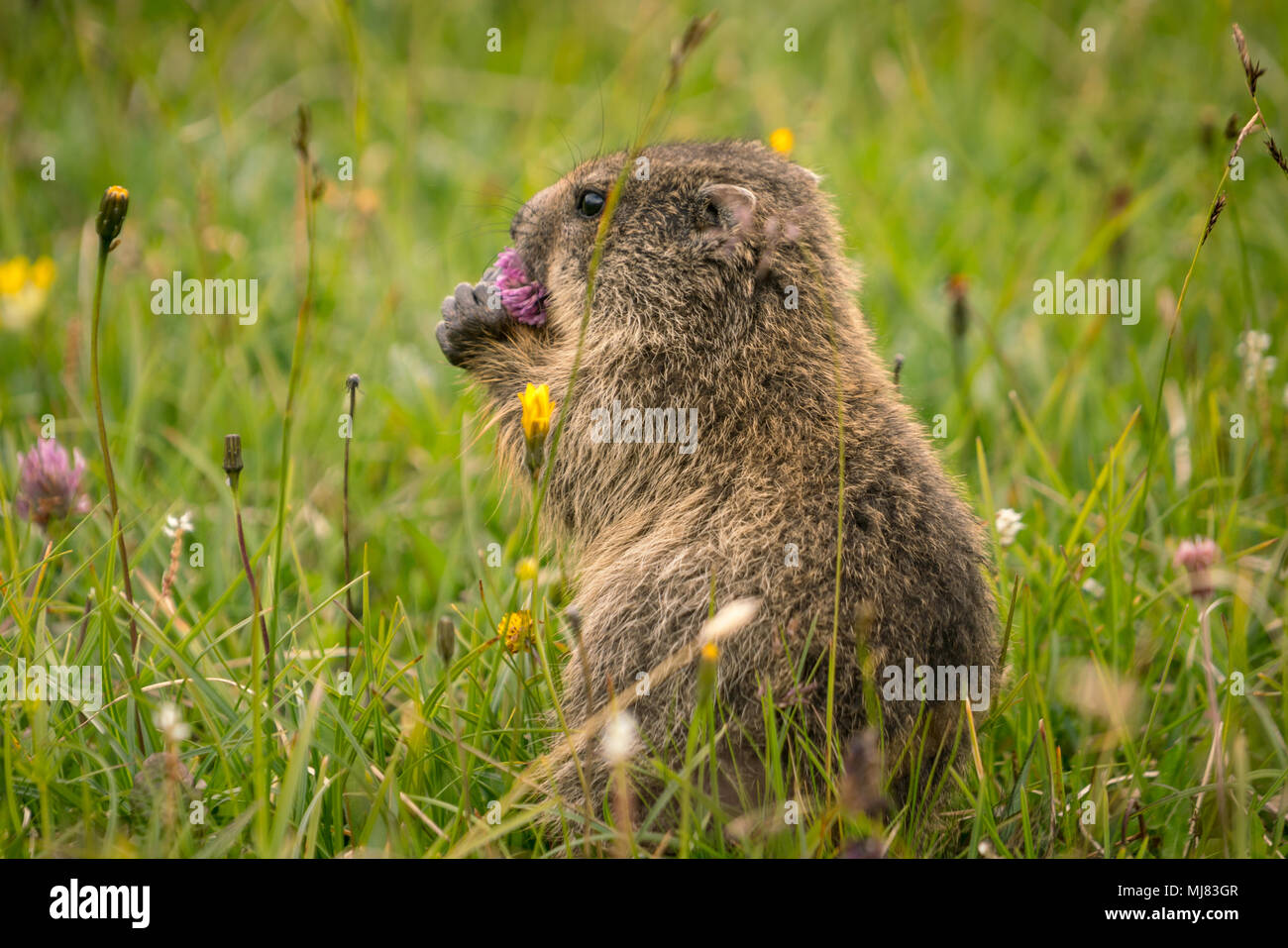 Little Marmot High Resolution Stock Photography and Images Alamy