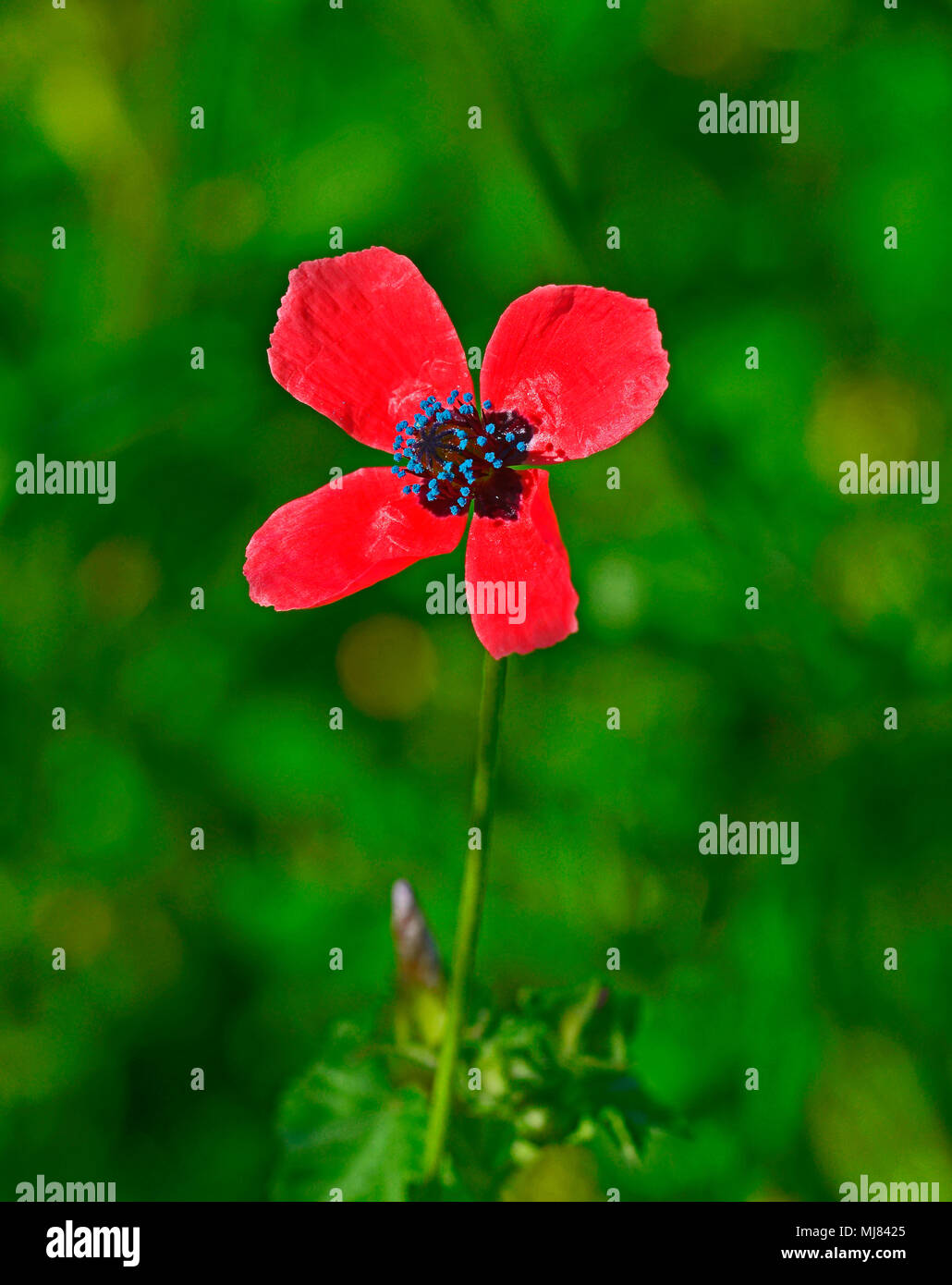 Poppy in cyprus hires stock photography and images Alamy