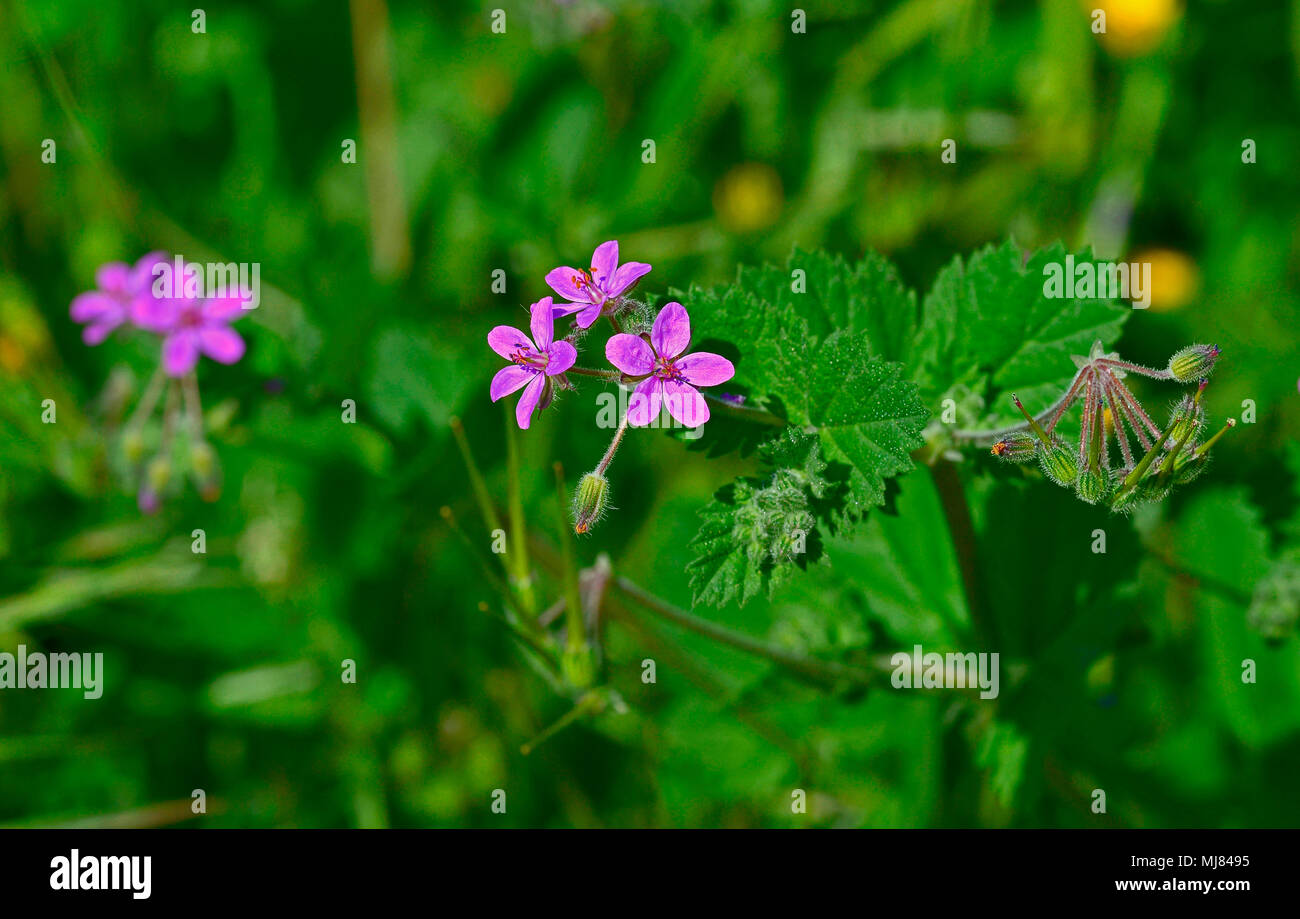Close up Erodium cicutarium growing wild in the Cyprus countryside Stock Photo