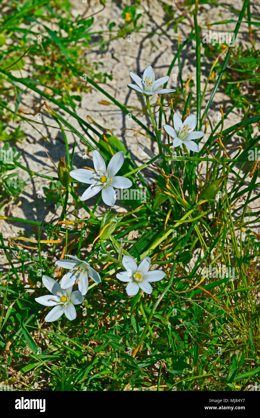 A Ornithogalum montanum growing wild in the Cyprus countryside Stock Photo