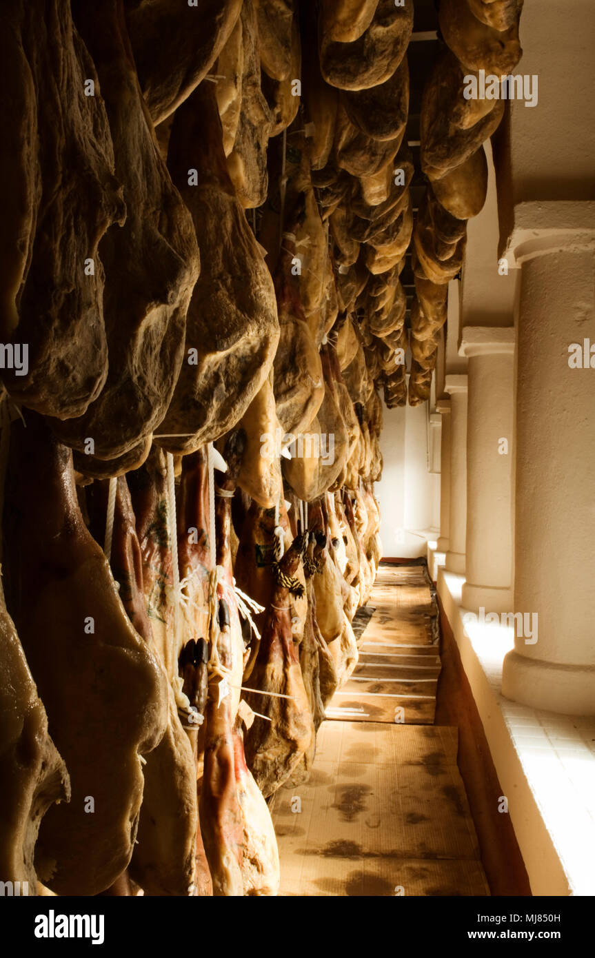 Iberian cured hams stored in a drying room during the curing process