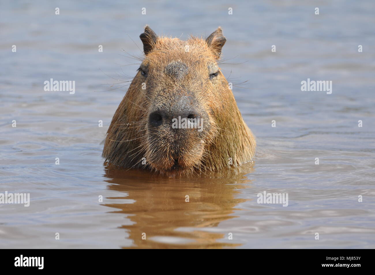 Capybara profile close up Stock Photo