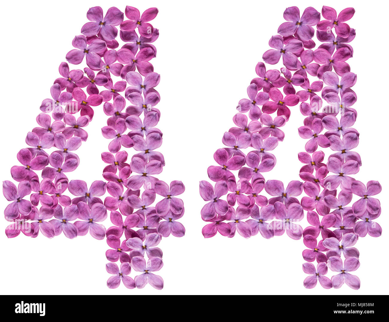 Arabic numeral 44, forty four, from flowers of lilac, isolated on white ...