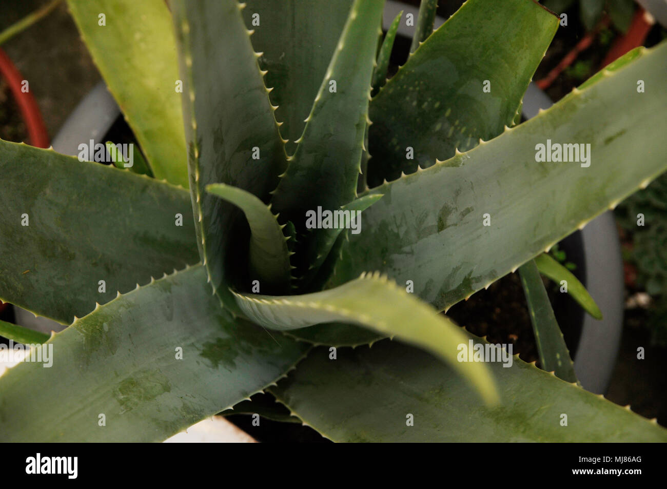 Aloe vera plant closeup Stock Photo