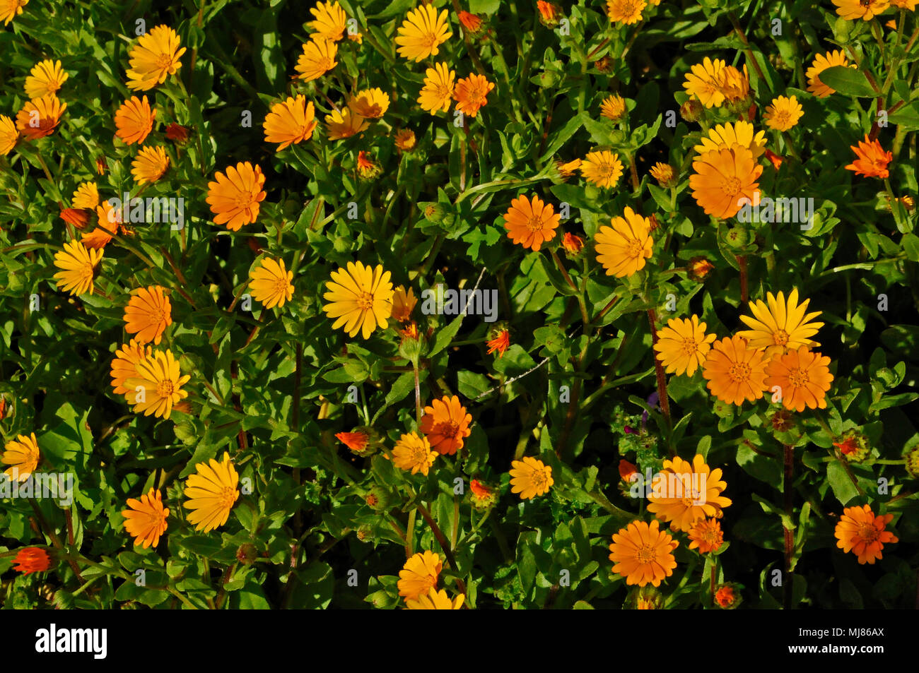 Close up of the Calendula arvensis growing wild in the Cyprus countryside Stock Photo