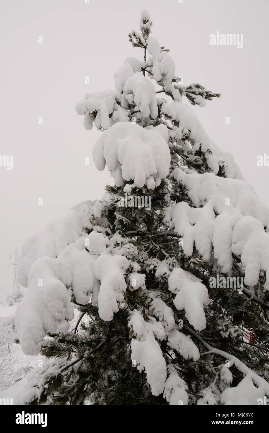 Pine tree in winter covered with snow vertical photo Stock Photo - Alamy