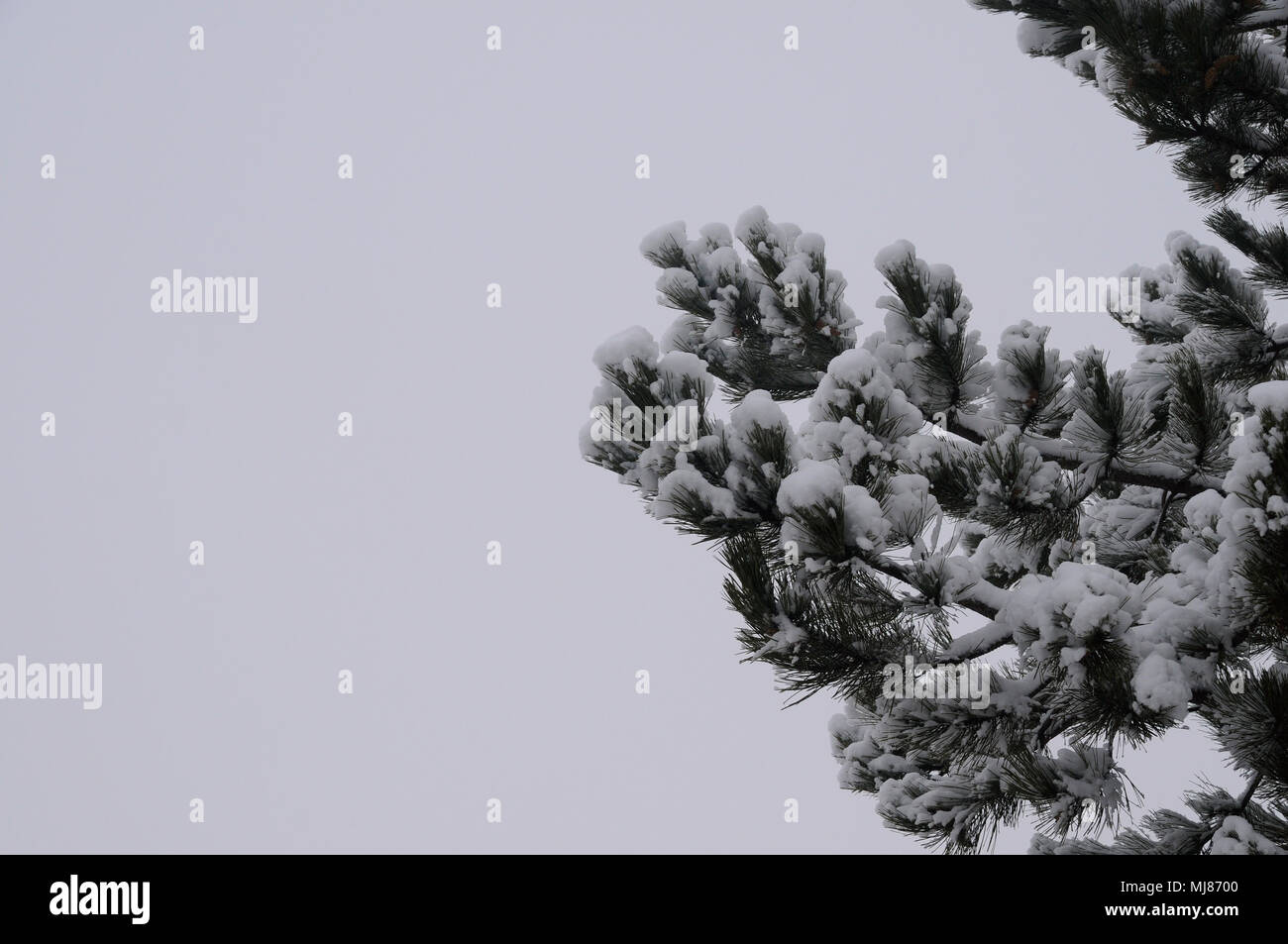 Pine tree in winter covered with snow Stock Photo - Alamy