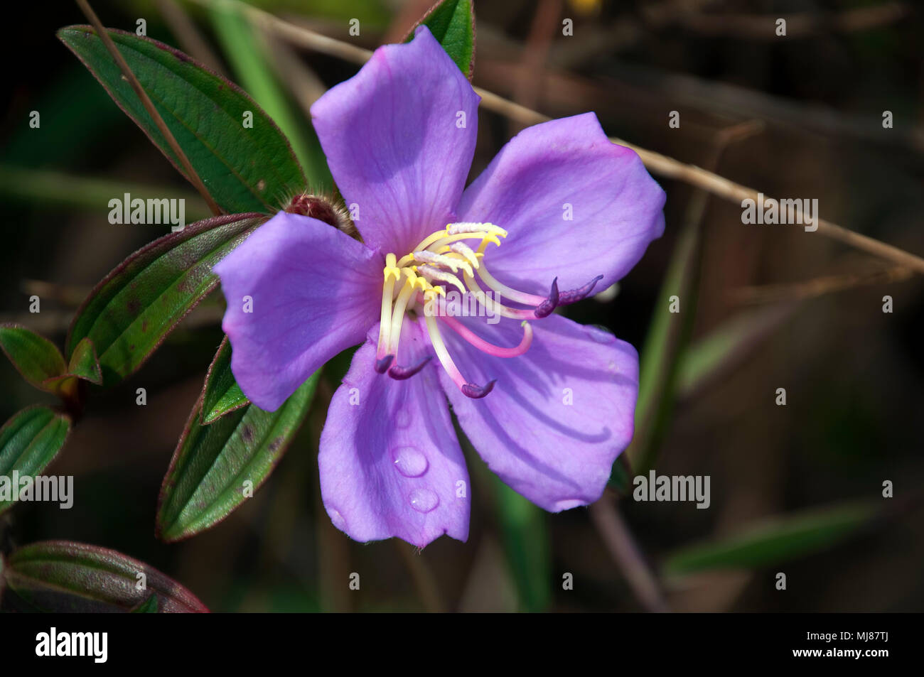 Bokor Hill Station Cambodia, Open purple native lassiandra flower, with