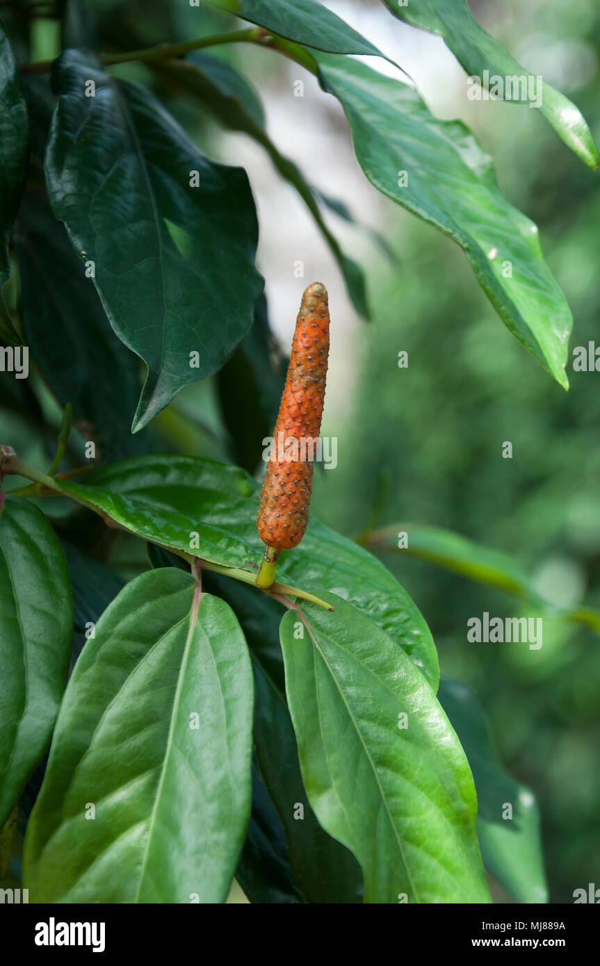 Indian pepper plantation hires stock photography and images Alamy