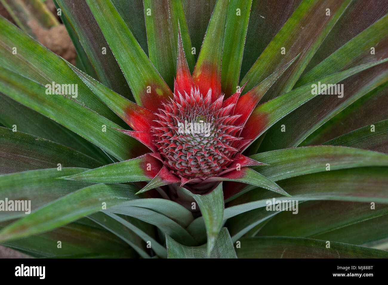 Kampot Cambodia, Pineapple plant with fruit developing Stock Photo