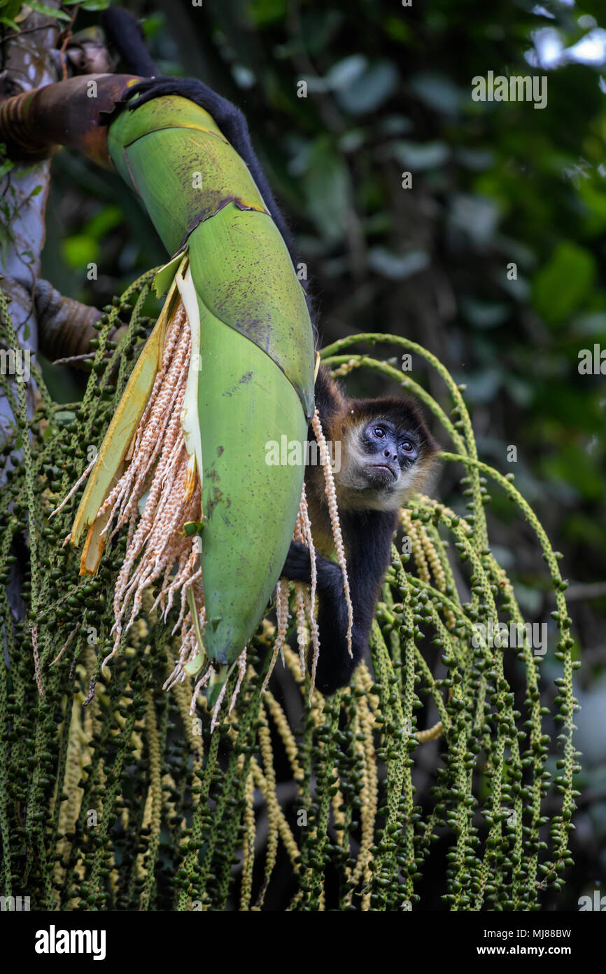 Central American Spider Monkey - Ateles geoffroyi, endangered spider monkey from Cental American forests, Costa Rica. Stock Photo