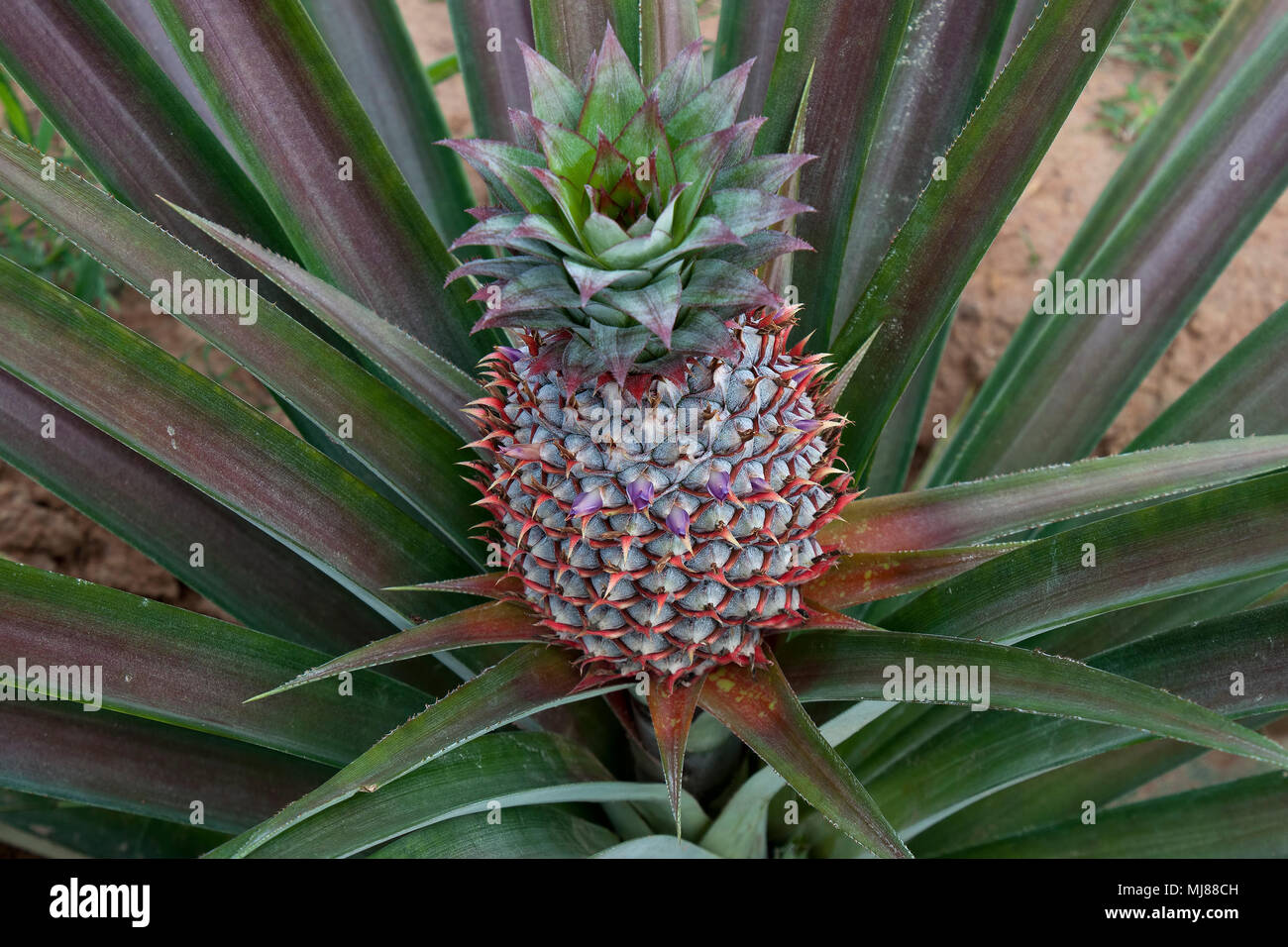 Kampot Cambodia, Pineapple plant with developing fruit Stock Photo