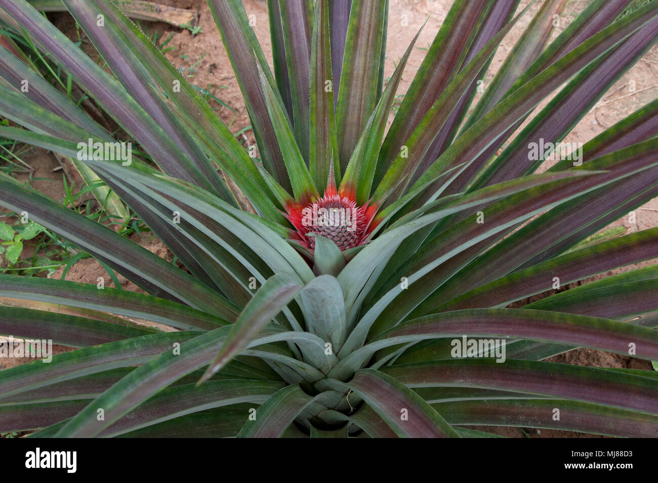 Kampot Cambodia, Pineapple plant with fruit developing Stock Photo