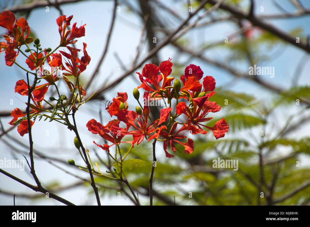 Kep Cambodia, red flowers of a delonix regia tree Stock Photo