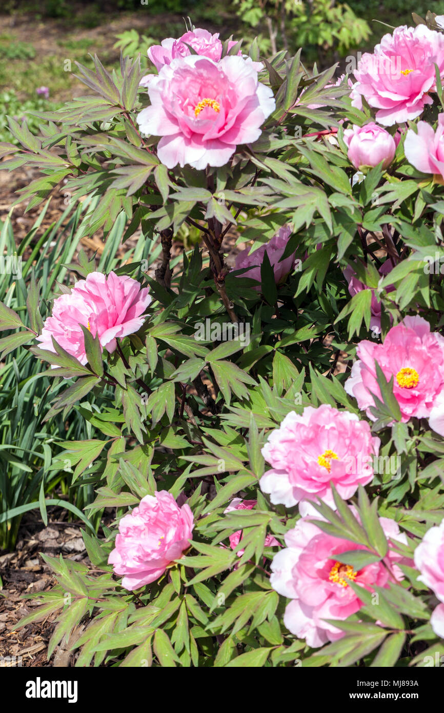 Paeonia suffruticosa ' Yachiyo tsubaki '- Tree Peony, Peonies Stock Photo