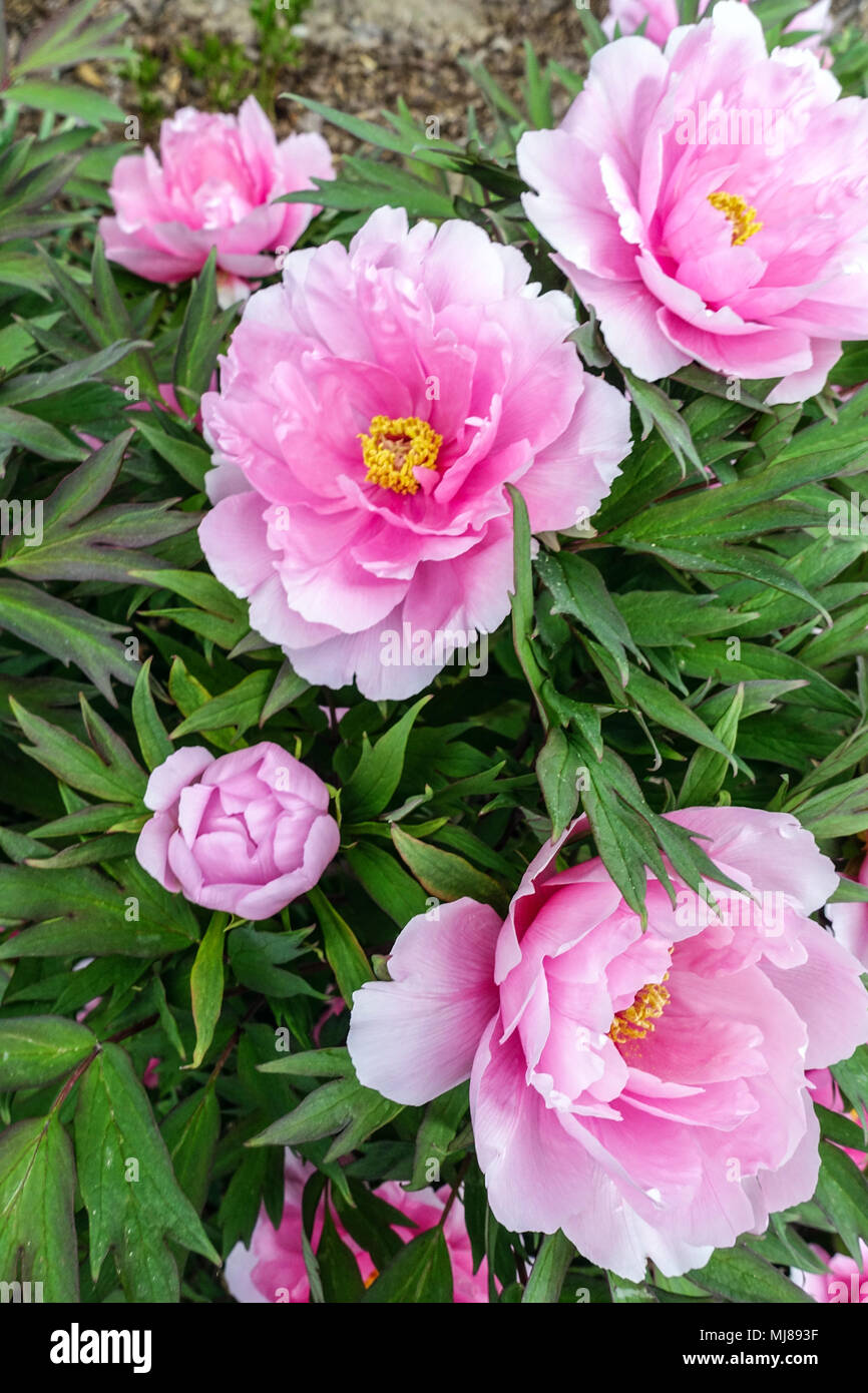 Paeonia Suffruticosa 'Yachiyotsubaki' Tree Peony
