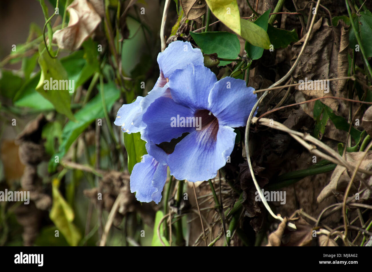 Banlung Cambodia, Thunbergia grandiflora vine with blue flower Stock Photo