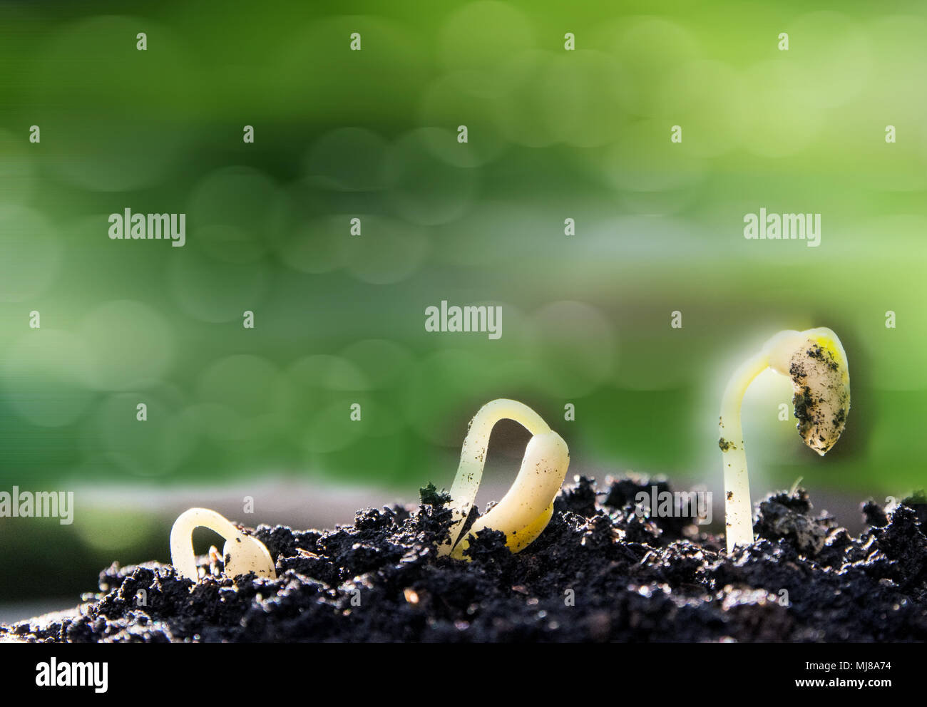 germinating seed to sprout of nut in agriculture and plant grow sequence with sunlight and green
