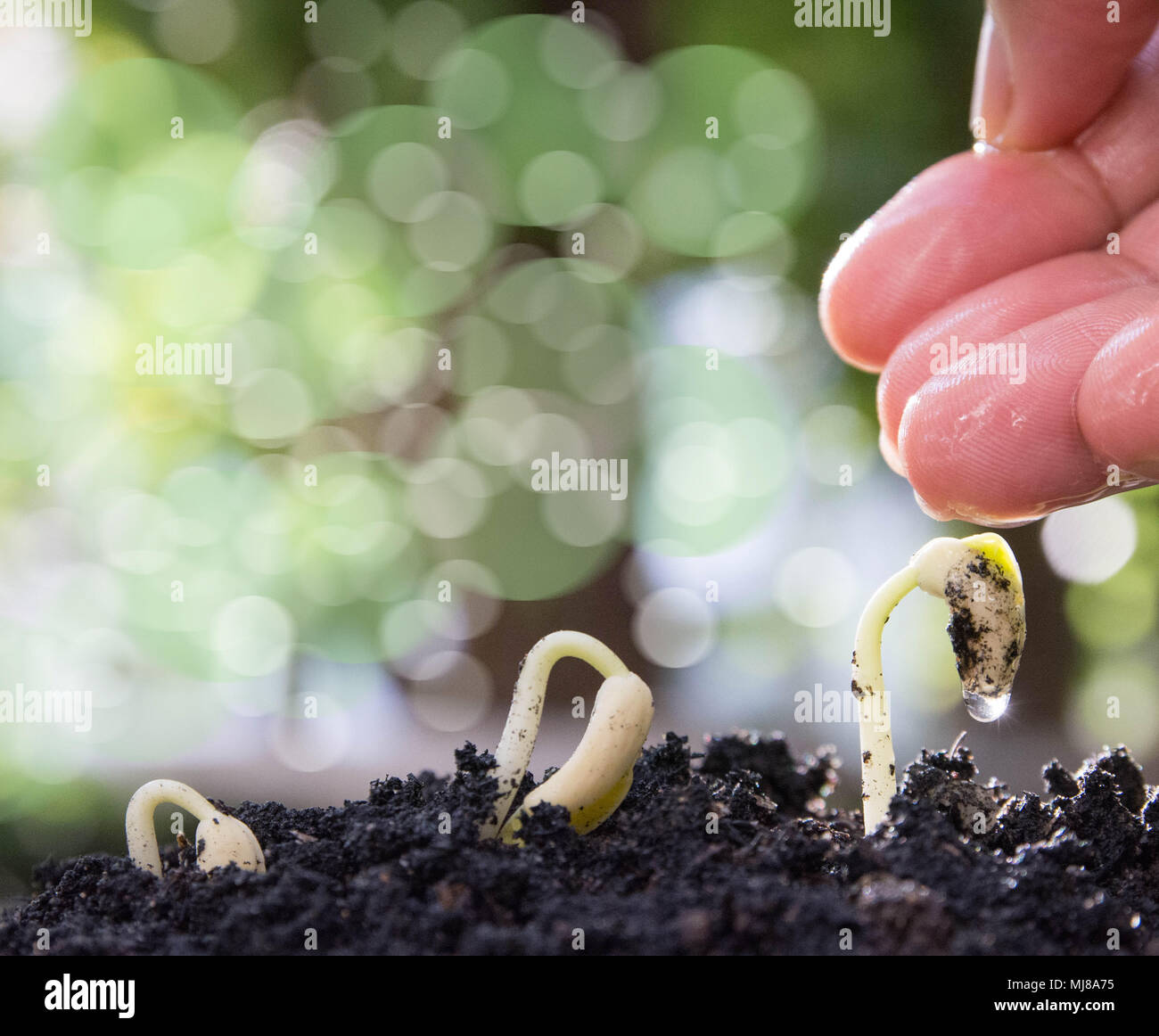 germinating seed to sprout of nut in agriculture and plant grow sequence with sunlight and green background Stock Photo