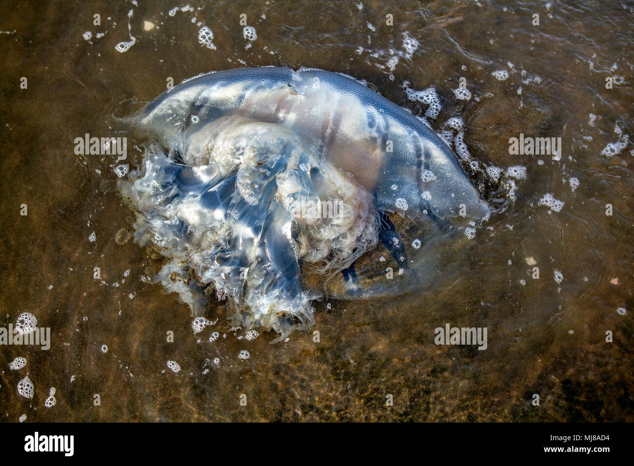 Closeup of the underside of the common Moon Jellyfish (Aurelia aurita) washed up on Baybay Beach, Roxas City, Panay Island, Philippines. Stock Photo