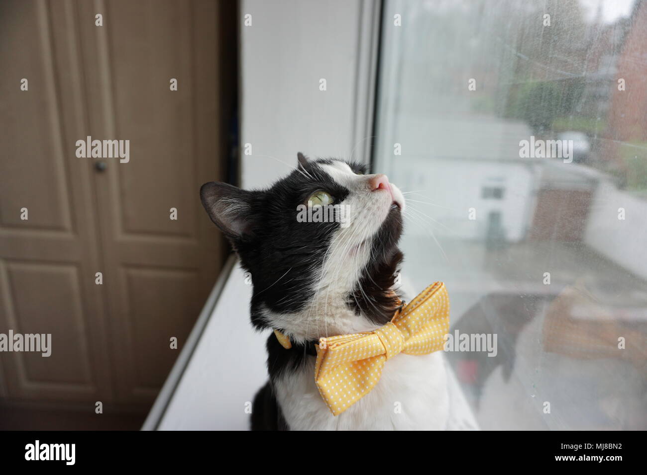 Black & White Cat  sat on a white windowsill looking up Stock Photo