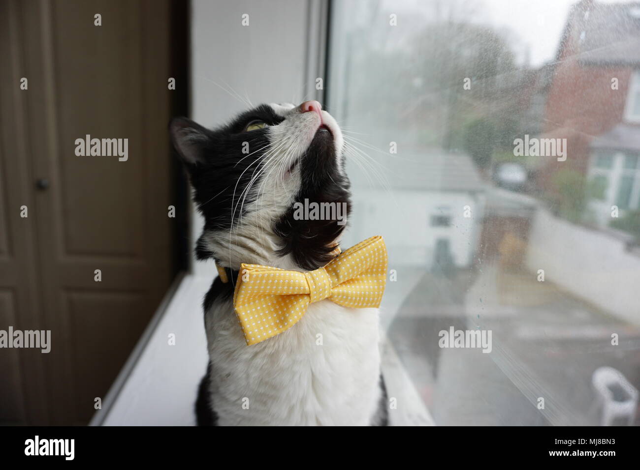 Black & White Cat  sat on a white windowsill looking up Stock Photo