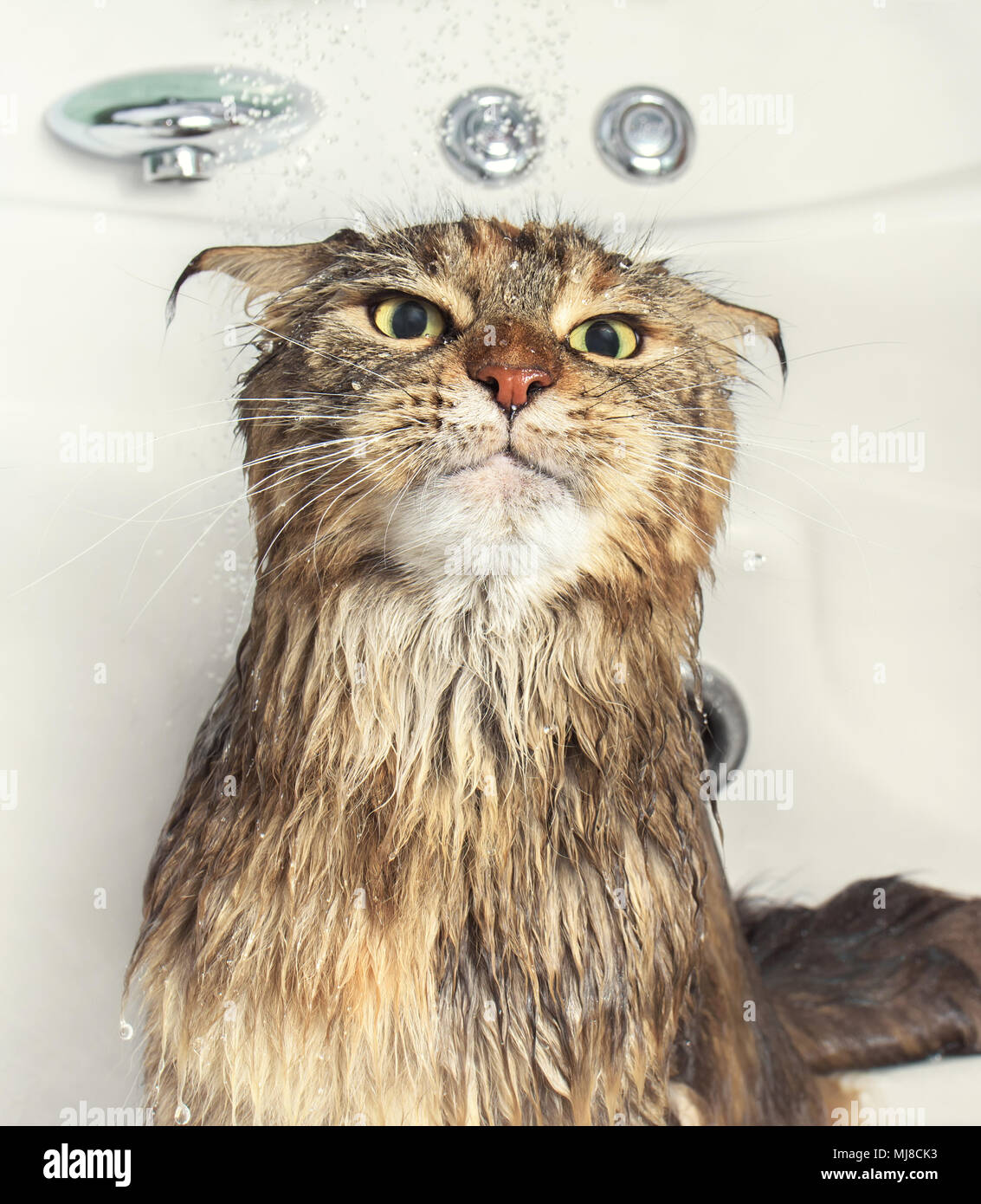 Wet cat in the bath Stock Photo